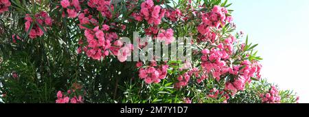 Fleurs d'oléander comme fond floral. Fleurs d'été dans le jardin Banque D'Images