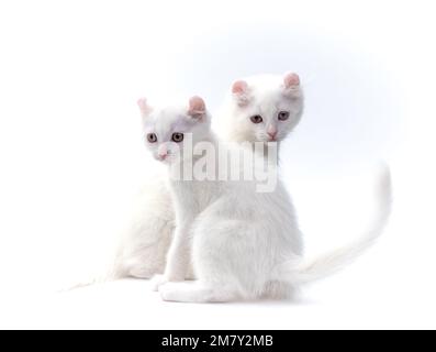 Deux chatons blancs comme neige de la race American Curl sont assis côte à côte sur un fond blanc dans le studio Banque D'Images