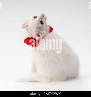White Shorthair American Curl, 3 mois, assis en studio devant un fond blanc, la tête en haut Banque D'Images