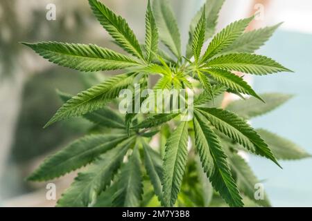 Cannabis ibis avec focius sélectif sur la tige et les feuilles sur le dessus Banque D'Images