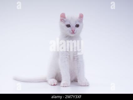 Chaton blanc américain curl assis et regardant la caméra sur fond blanc à l'intérieur Banque D'Images