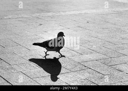 Silhouette de pigeon de ville de près avec une foulée large et une ombre sur la chaussée sur fond flou en toile de fond de soleil Banque D'Images