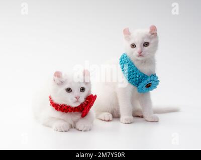 Deux chatons blancs American Curl en cols rouge et bleu avec une fleur sont sur un fond blanc dans le studio. Premier plan Banque D'Images