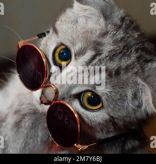 chat dans les lunettes de soleil regardant la caméra Banque D'Images