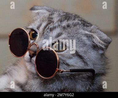 drôle gris écossais fold chat dans des lunettes de soleil Banque D'Images