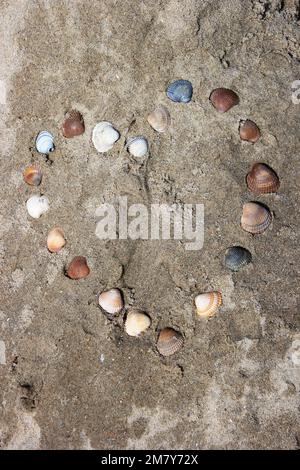 un coeur de coquillages dans le sable sur la plage Banque D'Images