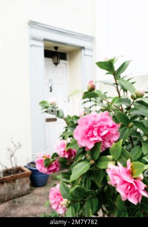 Une photo verticale sélective de fleurs de Camellia rose à l'extérieur d'un chalet de pêcheurs à Shaldon, Devon Banque D'Images