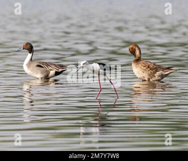 Un stilt Black Wing dans l'eau du lac à la recherche de nourriture Banque D'Images