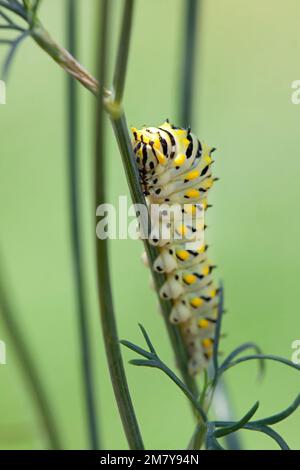 Une chenille glisse le long d'une plante aneth mangeant les feuilles le long du chemin. Banque D'Images