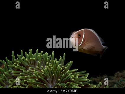 Un poisson tropical nage la nuit à côté d'une anémone verte Banque D'Images