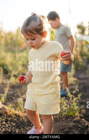 Portrait d'une petite fille qui récolte des tomates au printemps. Une famille agricole prospère s'est engagée dans la culture de légumes biologiques dans la serre. Vert Banque D'Images