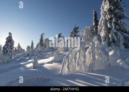 Vue sur la Laponie finlandaise en hiver avec de la neige fraîche sur les pins. Banque D'Images