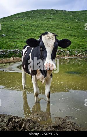 vache dans la flaque d'eau, sur fond d'herbe verte Banque D'Images