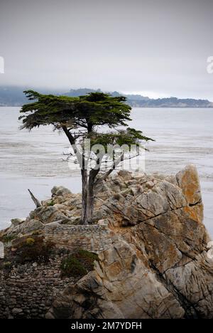 Lone Cypress Tree sur 7 Mile Drive. 17 Mile Drive est une route pittoresque qui traverse Pebble Beach et Pacific Grove sur la péninsule de Monterey, dans le nord de Califor Banque D'Images