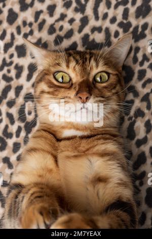 Drôle de chat Bengale prend un selfie sur le fond d'une couverture à imprimé léopard. Banque D'Images