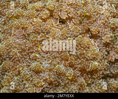Détails corail solides, prise de vue macro. Gros plan photo de récif de corail vie sous-marine parfait pour la texture, écran de surveillance arrière-plan ou de la science arrière-plan Banque D'Images