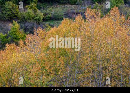 Arbres à feuilles caduques en automne près de Farrera (Pallars Sobirà, Catalogne, Espagne, Pyrénées) ESP: Árboles caducifolios en otoño cerca de Farrera. Lérida España Banque D'Images