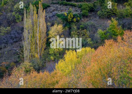 Arbres à feuilles caduques en automne près de Farrera (Pallars Sobirà, Catalogne, Espagne, Pyrénées) ESP: Árboles caducifolios en otoño cerca de Farrera. Lérida España Banque D'Images