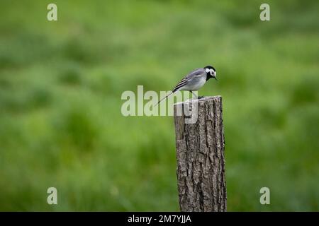 un petit oiseau perché sur un poteau en bois Banque D'Images