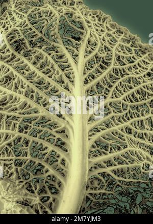 La structure de la veine foliaire d'un chou de Savoie qui ressemble au tronc et aux branches d'un arbre' Banque D'Images