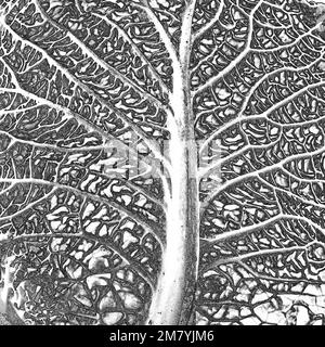 La structure de la veine foliaire d'un chou de Savoie qui ressemble au tronc et aux branches d'un arbre' Banque D'Images