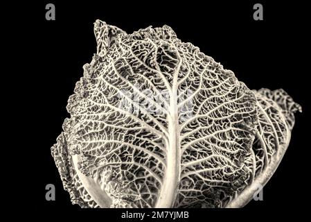 La structure de la veine foliaire d'un chou de Savoie qui ressemble au tronc et aux branches d'un arbre' Banque D'Images