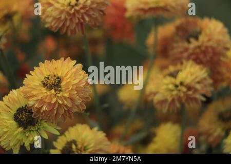 Chrysanthèmes fleuris d'orange rouge dans le jardin d'automne Banque D'Images
