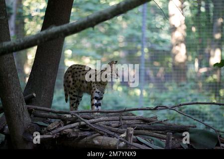 Le serval (Leptaturus serval) est un chat sauvage originaire d'Afrique. Banque D'Images