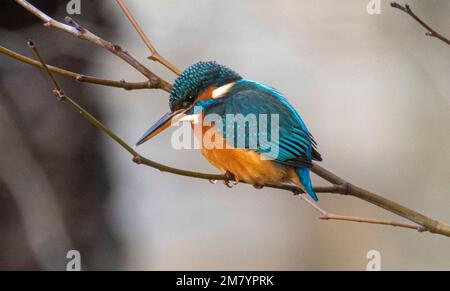 Cet oiseau de la taille d'un moineau a le profil typique de kingfisher à queue courte et à grosse tête ; il a des parties supérieures bleues, des parties inférieures orange et un long bec. Il f Banque D'Images