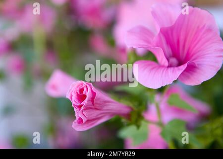 La malow rose ou lavatera triméstris fleurs roses fleuries dans le jardin de fleurs. Banque D'Images