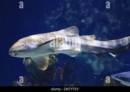 Les résidents de l'acquarium des profondeurs, à Hull, dans le Yorkshire Banque D'Images