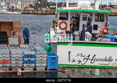 Homard DE DÉCHARGEMENT DU BATEAU MON HIRONDELLE SUR LE PORT DE MISCOU, l'ÎLE MISCOU, NOUVEAU BRUNSWICK, CANADA, AMÉRIQUE DU NORD Banque D'Images