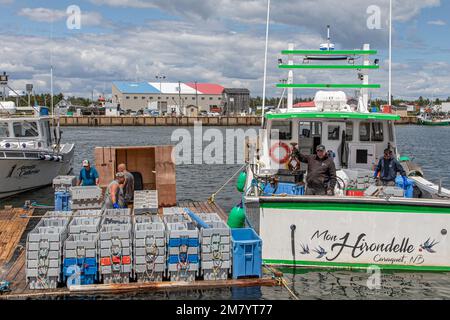 Homard DE DÉCHARGEMENT DU BATEAU MON HIRONDELLE SUR LE PORT DE MISCOU, l'ÎLE MISCOU, NOUVEAU BRUNSWICK, CANADA, AMÉRIQUE DU NORD Banque D'Images