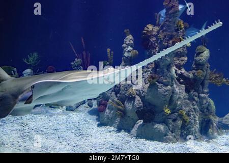 Les résidents de l'acquarium des profondeurs, à Hull, dans le Yorkshire Banque D'Images