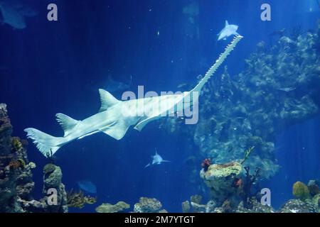 Les résidents de l'acquarium des profondeurs, à Hull, dans le Yorkshire Banque D'Images