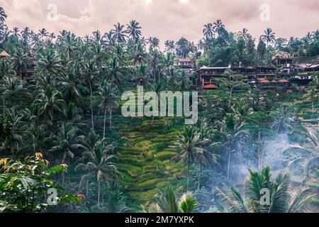 Tegallalang rizières en terrasses à Ubud sur l'île de Bali en Indonésie. Rizières pittoresques en cascade avec palmiers en arrière-plan. Nature Banque D'Images