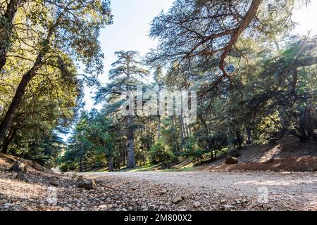 Vieux cèdres de la forêt de Cèdre Gouraud, Azrou, Maroc, Afrique du Nord Banque D'Images