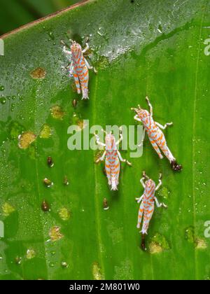 Des jeunes sauterelles éclos (Acrididae) ont récemment éclos sur une feuille dans le sous-étage de la forêt tropicale, province d'Orellana, Équateur Banque D'Images