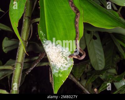 Serpent commun à oeil de chat (Leptodeira annulata) se nourrissant d'oeufs de la grenouille de singe de Tarsier (Phyllomedusa tarsius) au-dessus d'un étang de la forêt tropicale, Orellana proline Banque D'Images