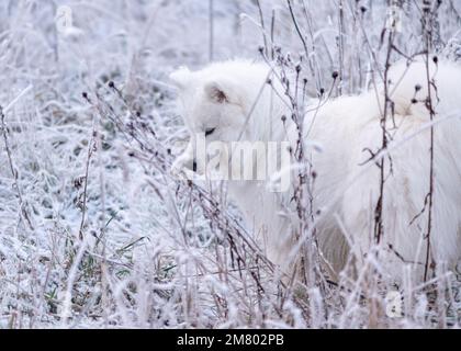 Samoyed chiot dans la neige Banque D'Images