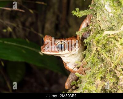 Grenouille plate à tête large (Osteocephalus planiceps) sur une branche de forêt tropicale dans l'Amazonie équatorienne, province d'Orellana. Banque D'Images