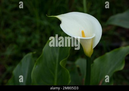 Calla Lily ou gannet fleurissent dans le champ avec un espace pour le texte Banque D'Images