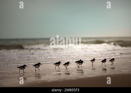 Groupe d'oiseaux de l'oystercatcher européen marchant sur une plage sur la rive à la mer du Nord par temps pluvieux, pays-Bas, Europe Banque D'Images