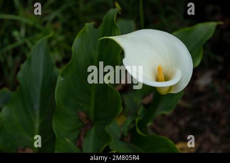 Calla Lily ou gannet fleurissent dans le champ avec un espace pour le texte Banque D'Images