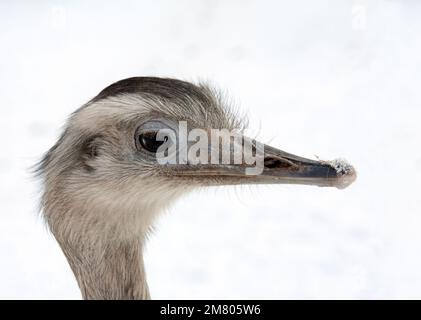 Grand Rhea portrait (Rhea americana) avec fond de neige Banque D'Images