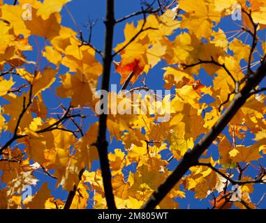 Sycamore laisse sur un arbre en automne. Redcar Royaume-Uni. 02/11/2021 Photographie: Stuart Boulton Banque D'Images