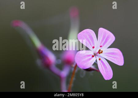 Géranium robertianum, communément appelé Herb-Robert ou géranium de Robert (Amérique du Nord). Redcar Royaume-Uni. 02/11/2021 Photographie: Stuart Boulton Banque D'Images