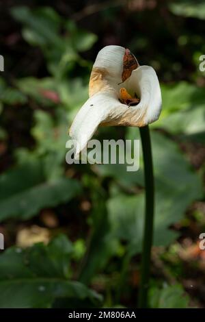 Calla Lily ou la fleur de gantet flétronnée dans le champ Banque D'Images