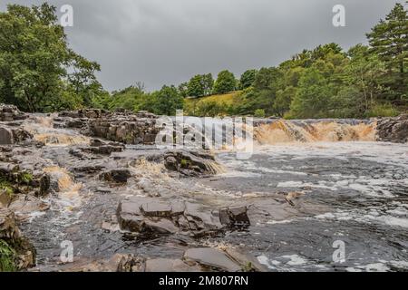 De fortes pluies de nuit ont gonflé les Tees de la rivière lorsqu'il vient au-dessus de la cascade en forme de houe juste au-dessus de la chute d'eau principale de faible Force. Banque D'Images