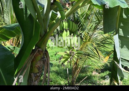 Gros plan de fruits de Banana immatures sur une plante de Banana qui est cultivée comme une culture supplémentaire de plantes de noix de coco Banque D'Images